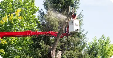Tree Trimming & Pruning