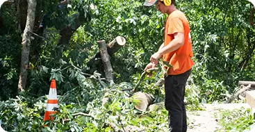Shrub Removal & Trimming