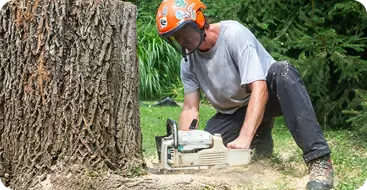 Stump Removal & Stump Grinding