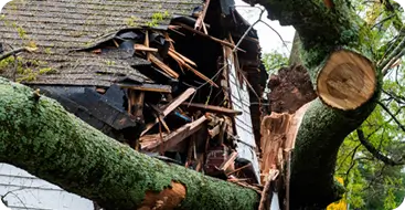 24/7 Emergency Tree Service & Storm Cleanup