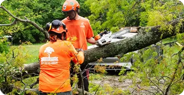 Land Clearing & Specialty Services