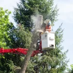 Tree Removal