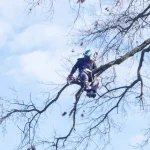Tree Trimming & Pruning